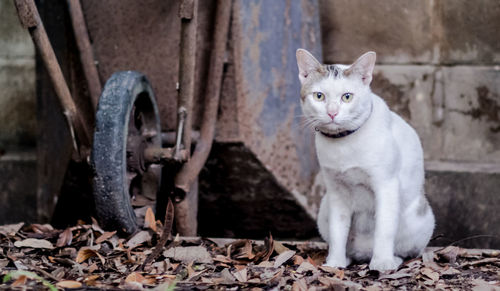 Portrait of cat sitting on field