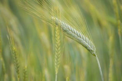 Close-up of wheat growing on field