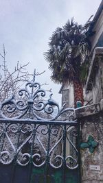 Low angle view of palm tree against building