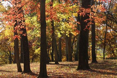 Trees in forest during autumn