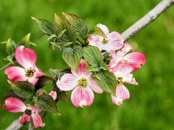 Close-up of pink flowering plant