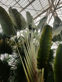 Low angle view of palm leaves