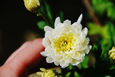 Close-up of hand holding flowering plant