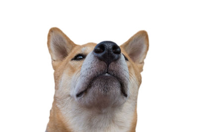 Close-up of a dog over white background