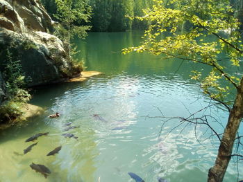 View of ducks swimming in lake