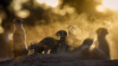 Meerkats family