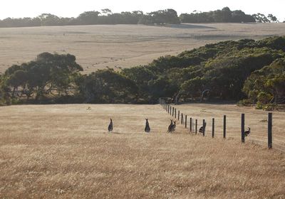 Scenic view of field against trees