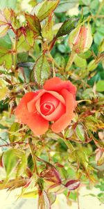 Close-up of rose plant