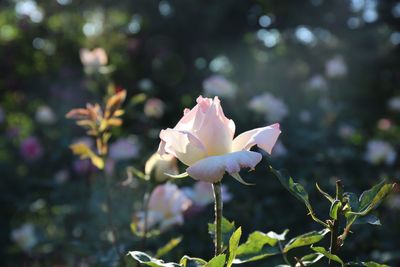 Close-up of white flowers blooming outdoors