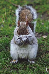 Close-up of squirrel on field