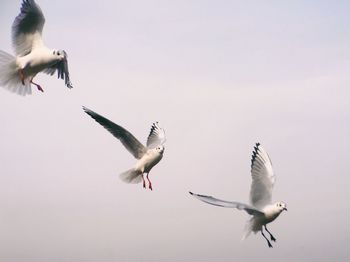 Low angle view of seagulls flying