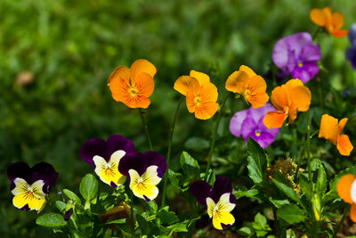 Close-up of yellow flowering plants on field