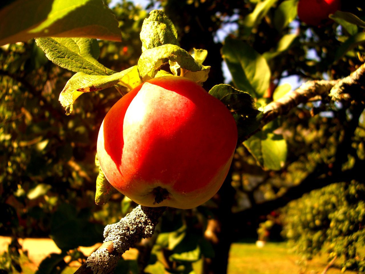 fruit, healthy eating, food, tree, food and drink, plant, flower, branch, autumn, nature, freshness, growth, produce, wellbeing, leaf, yellow, no people, agriculture, fruit tree, sunlight, close-up, macro photography, focus on foreground, plant part, ripe, outdoors, day, red, blossom, hanging, pomegranate, organic, green