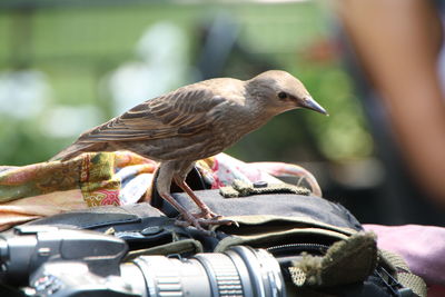 Bird on camera 