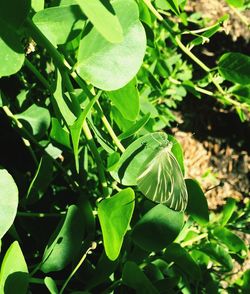 Close-up of plant