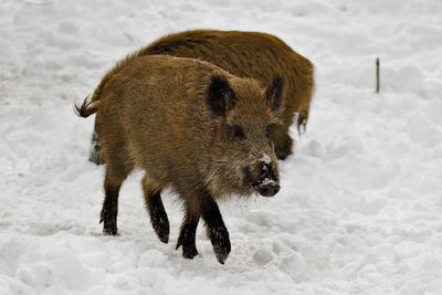 View of an animal on snow covered land