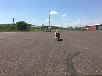 Man with dog on road against sky