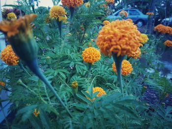 Close-up of yellow flowers blooming outdoors