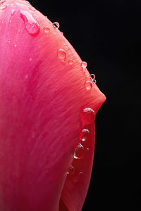 Close-up of wet pink flower against black background