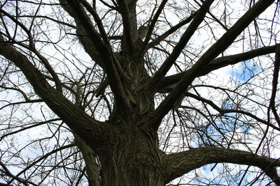 Low angle view of bare tree