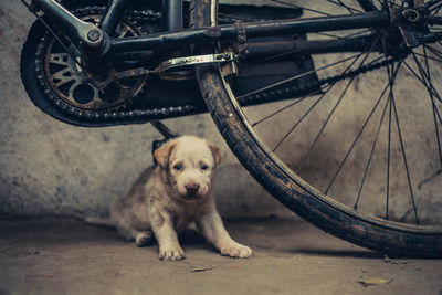 Portrait of dog on bicycle