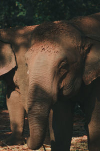 Close-up of elephant standing in forest