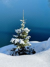 Scenic view of snow covered plants against blue sky