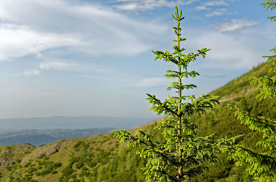 Close-up of fresh green landscape against sky