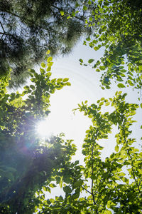 Low angle view of sunlight streaming through tree