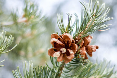 Close-up of pine cone on tree