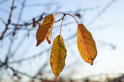 Close-up of dry leaves on branch against blurred background