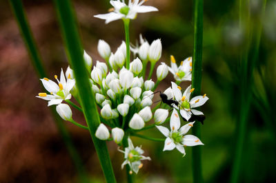 Close-up of white flowers