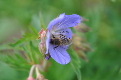 Close-up of insect on purple flower