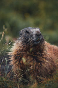 Close-up of an animal on field