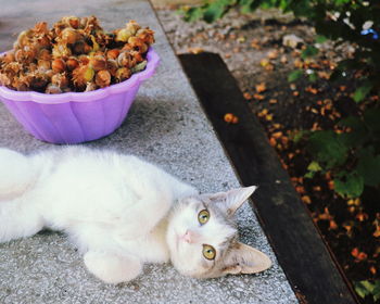 High angle portrait of cat relaxing outdoors