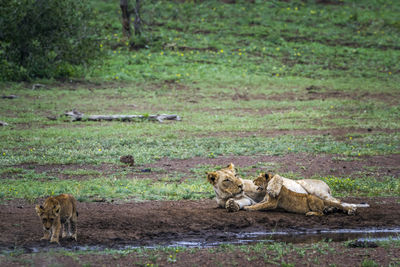 Lioness playing with cub on land