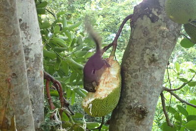 View of bird on tree trunk