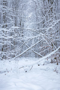 Snow covered land and trees in forest