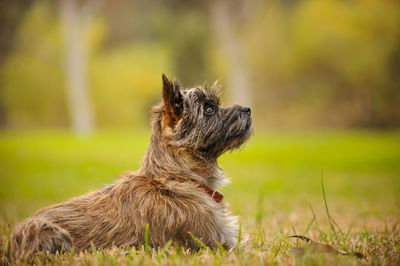 Puppy sitting on field