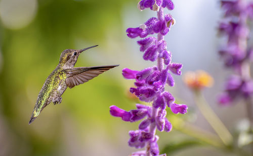 Close-up of butterfly pollinating on purple flower