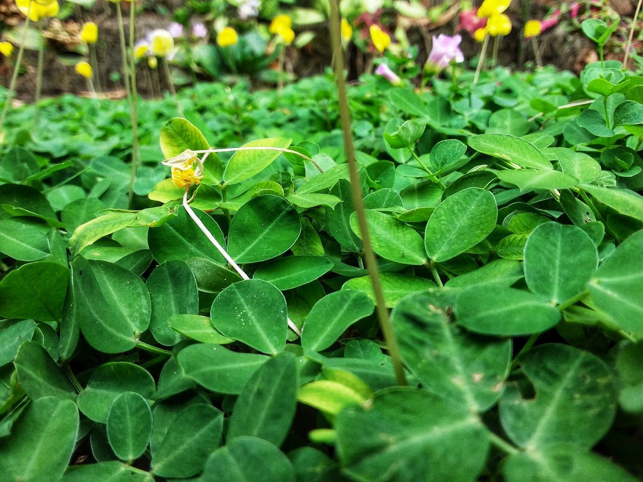 HIGH ANGLE VIEW OF INSECT ON PLANT