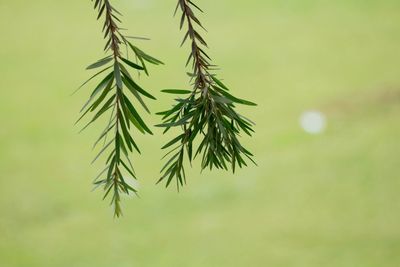 Close-up of pine tree branch