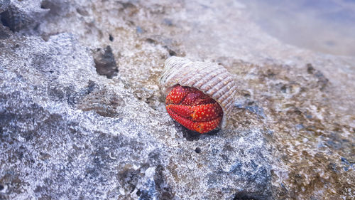 High angle view of shell on rock