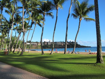 View of palm trees on beach