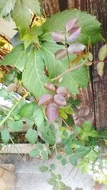 Close-up of plants growing outdoors