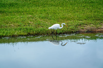 Bird on a lake