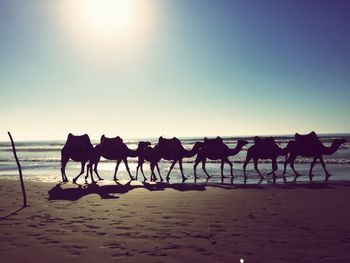 Camels at beach against sky during sunset