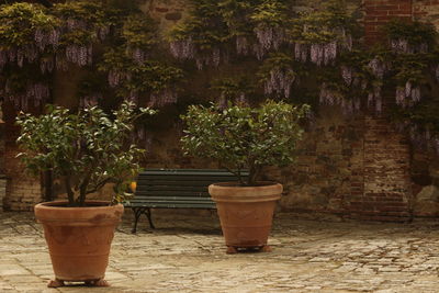 Potted plants against trees