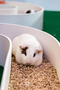 Close-up of guinea pig on stones