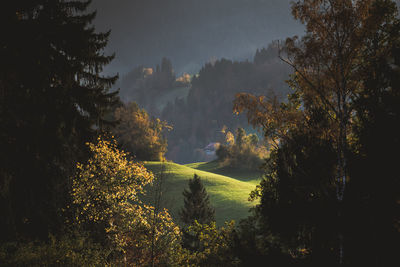 Trees on landscape against sky